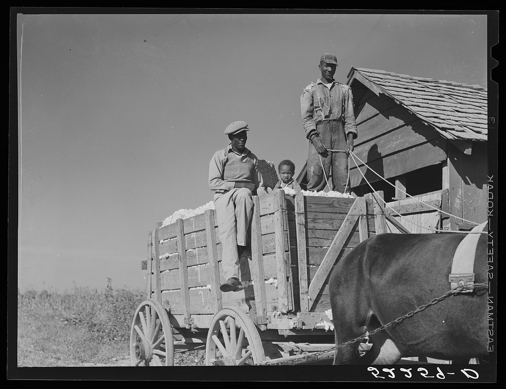 Taking a load of cotton out of the cotton house in the wagon to the gin. Marcella Plantation, Mileston, Mississippi Delta…