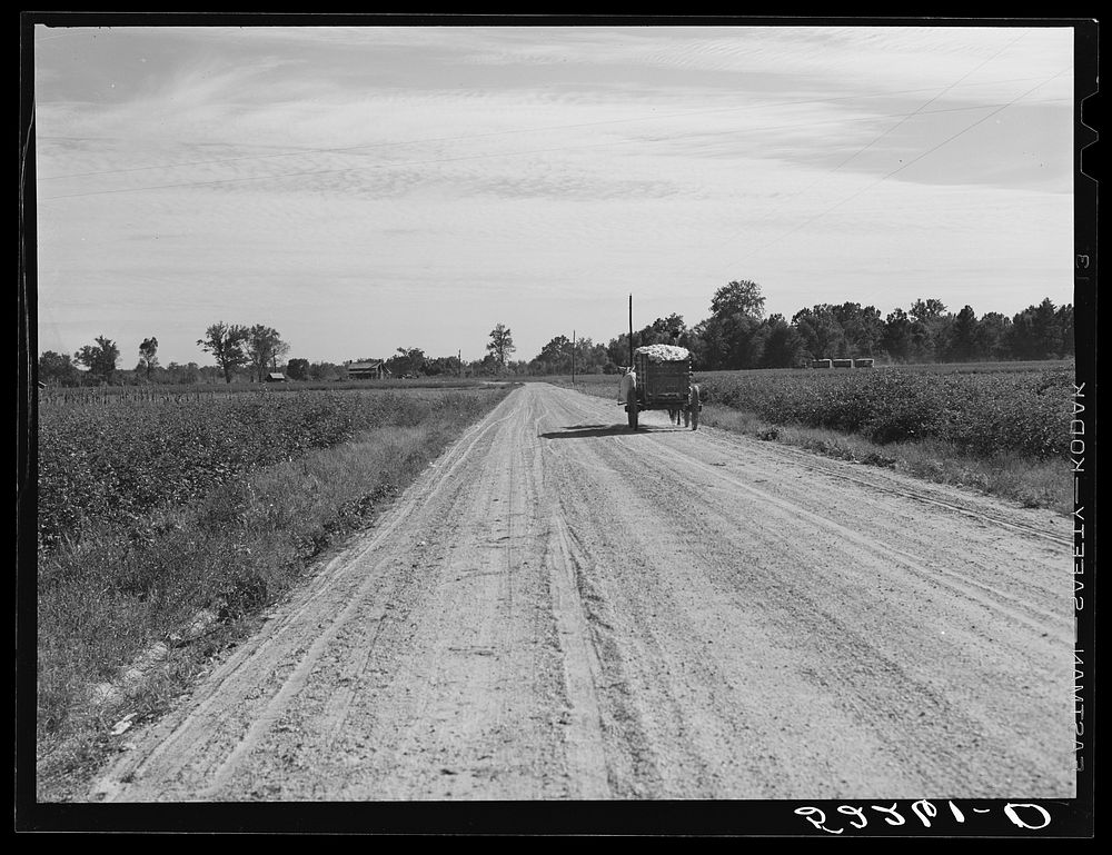Cotton going to the gin in the evening. Marcella Plantation, Mileston, Mississippi Delta, Mississippi. Sourced from the…