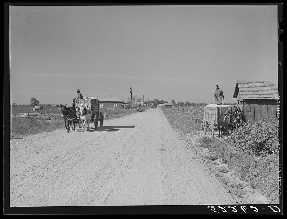 Cotton on the way to the gin on the Marcella plantation, Mileston, Miss. At right it is being taken out of the cotton…
