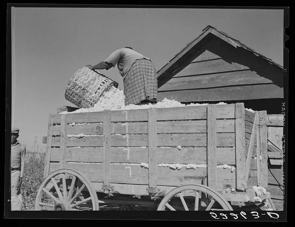 Taking cotton out of the cotton house and putting it on the wagon to be taken to the gin. Marcella Plantation Mileston…