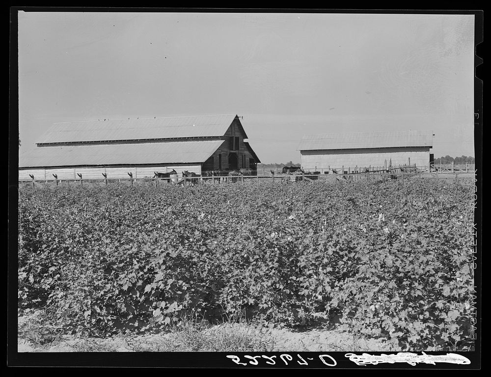 Stockbarns with cotton field in foreground. Marcella Plantation, Mileston, Mississippi Delta, Mississippi. Sourced from the…