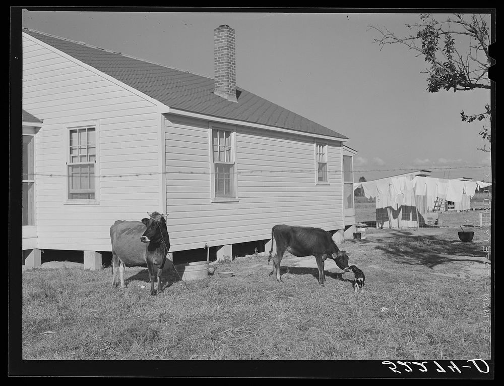 [Untitled photo, possibly related to: Cow and new home of Cube Walker,  tenant purchase client. Belzoni, Mississippi Delta…