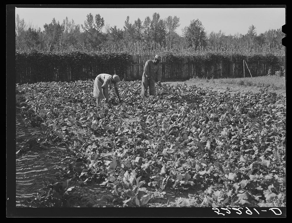  tenants working in their garden of turnip greens. Good Hope Plantation, Mississippi Delta, Mississippi. Sourced from the…