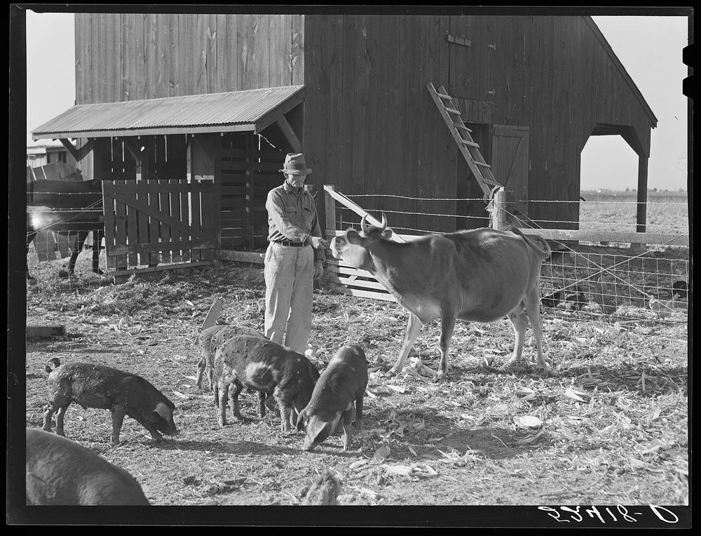 Farmer on project with some of his stock. Sunflower Plantation, Merigold, Mississippi. Sourced from the Library of Congress.