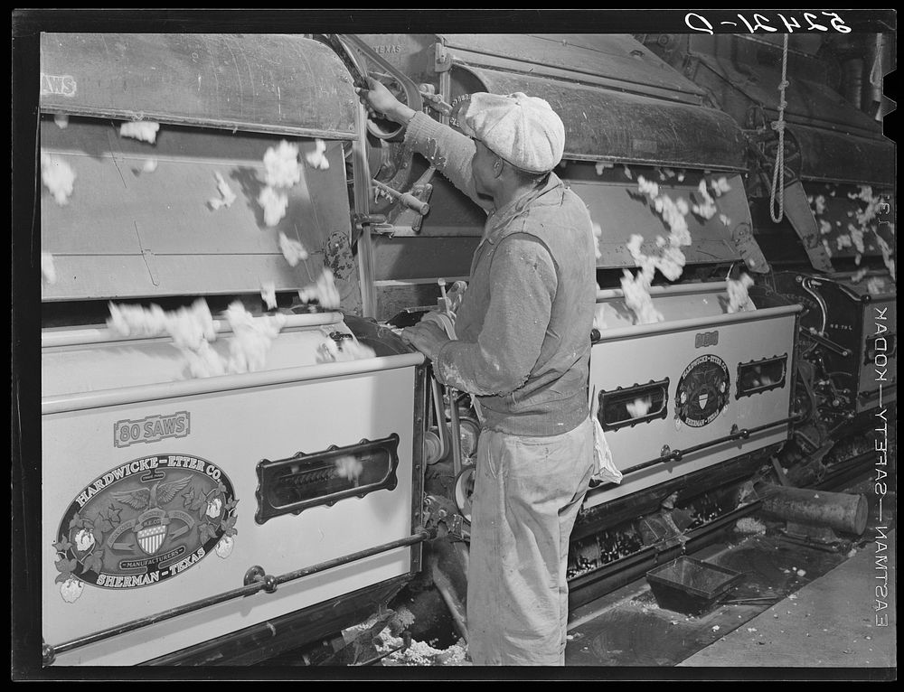 Removing the seed from cotton gin on Hopson Plantation. Clarksdale, Mississippi. Sourced from the Library of Congress.