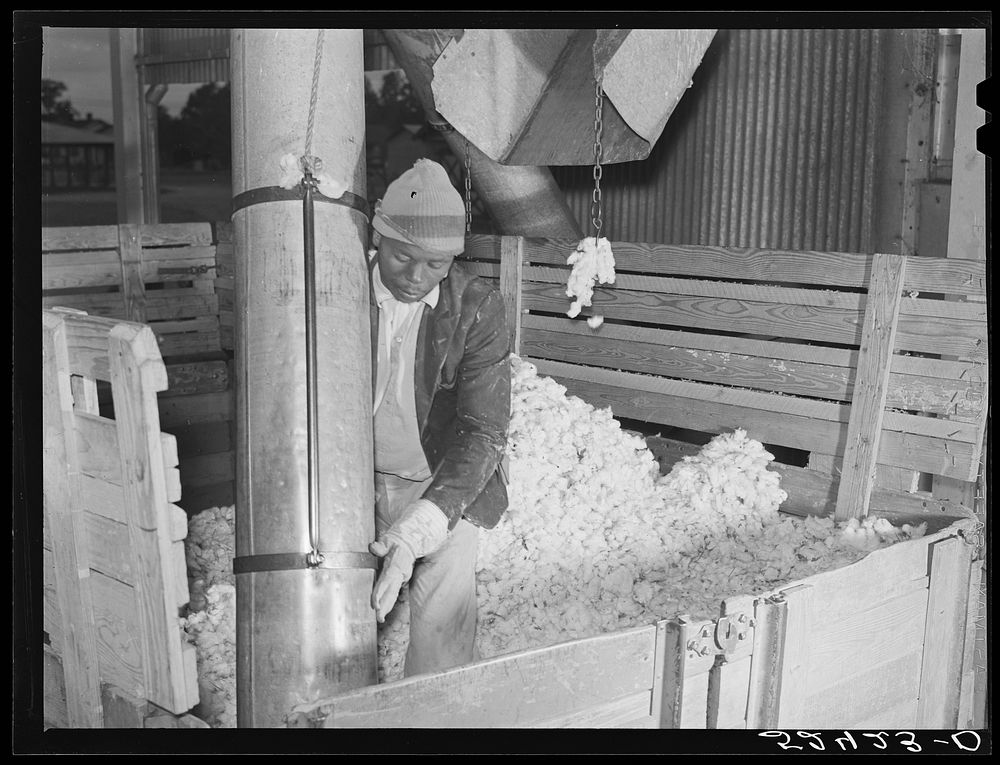 [Untitled photo, possibly related to: Taking the cotton from the truck into the gin through large metal suction tube. Hopson…