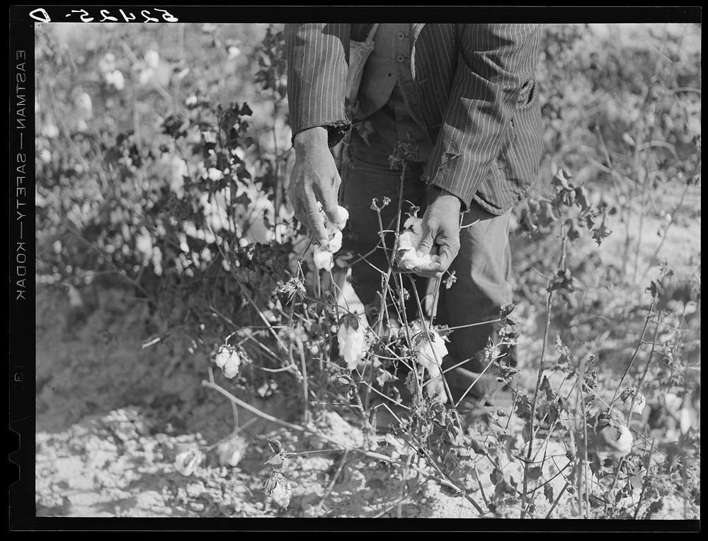 Picking cotton. Mississippi Delta. Sourced from the Library of Congress.