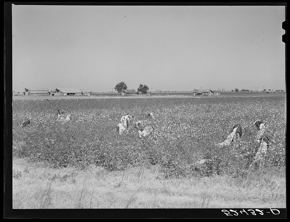 [Untitled photo, possibly related to: Day laborers picking cotton near Clarksdale, Mississippi Delta]. Sourced from the…