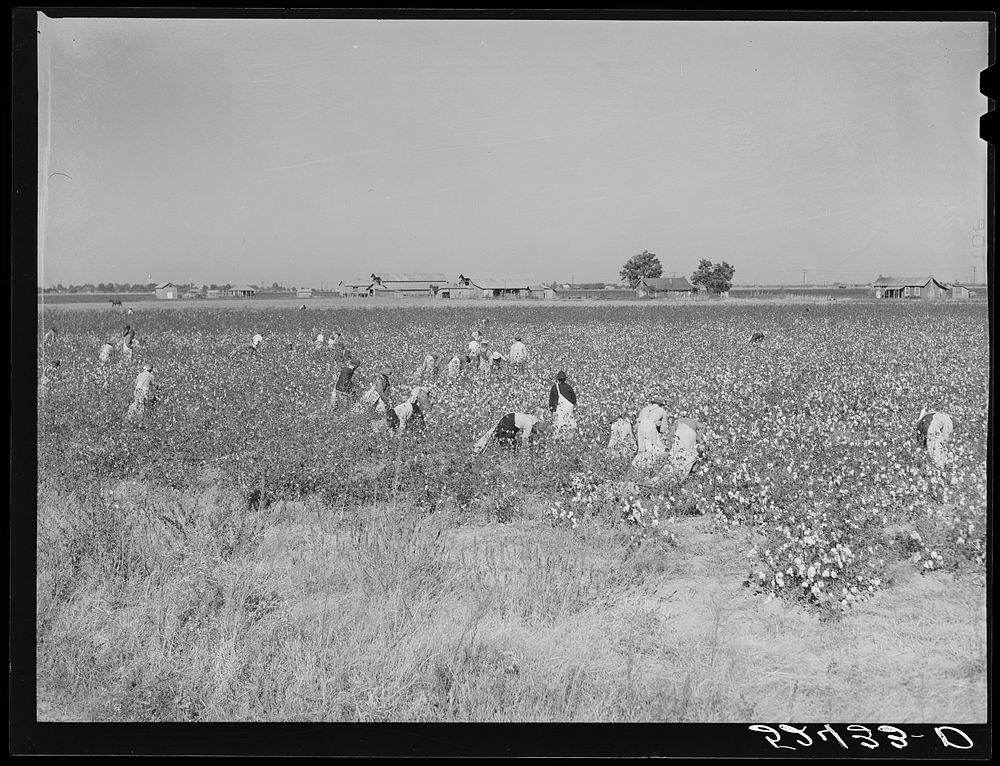 Day laborers picking cotton near Clarksdale, Mississippi Delta. Sourced from the Library of Congress.