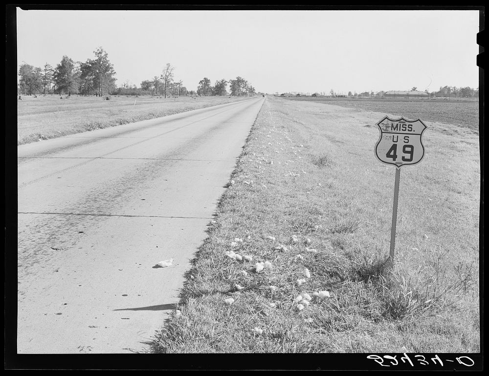Cotton fallen from wagons on way to gin along main highway. Mississippi Delta. Sourced from the Library of Congress.