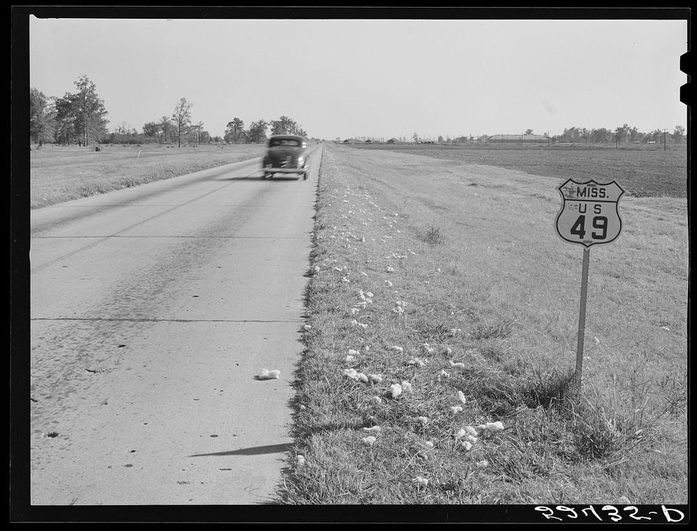 [Untitled photo, possibly related to: Cotton fallen from wagons on way to gin along main highway. Mississippi Delta].…