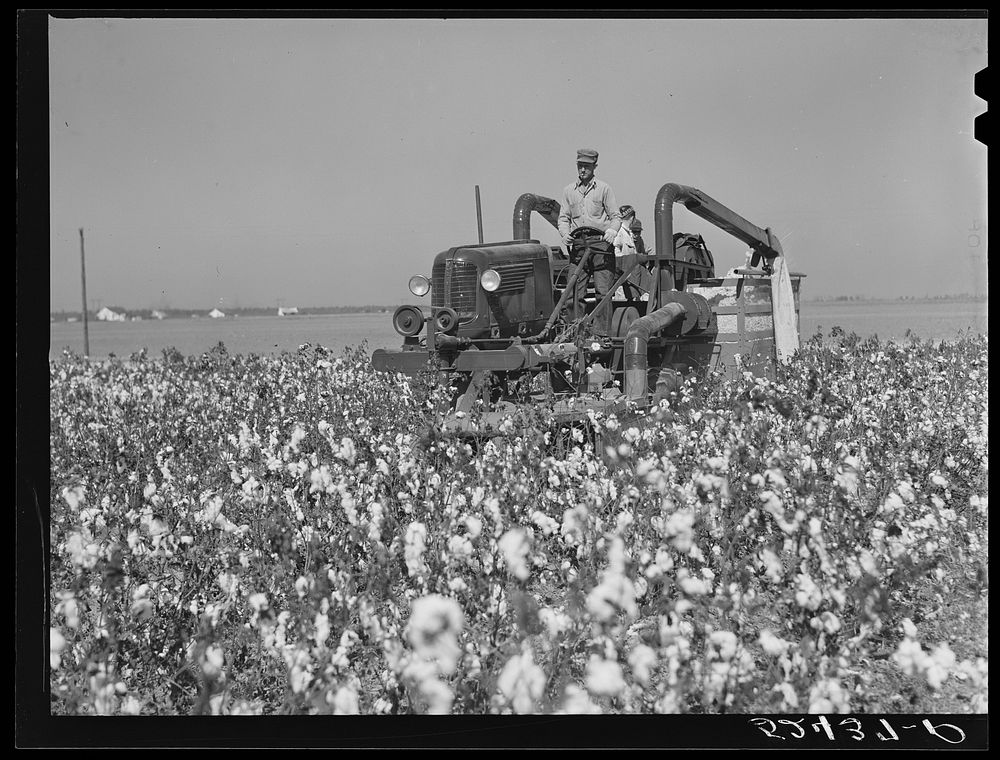 [Untitled photo, possibly related to: Picking cotton. Mississippi Delta]. Sourced from the Library of Congress.