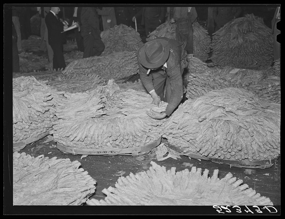 Hands of tobacco placed in baskets according to the grade ready for auction sale in warehouse. Durham, North Carolina.…