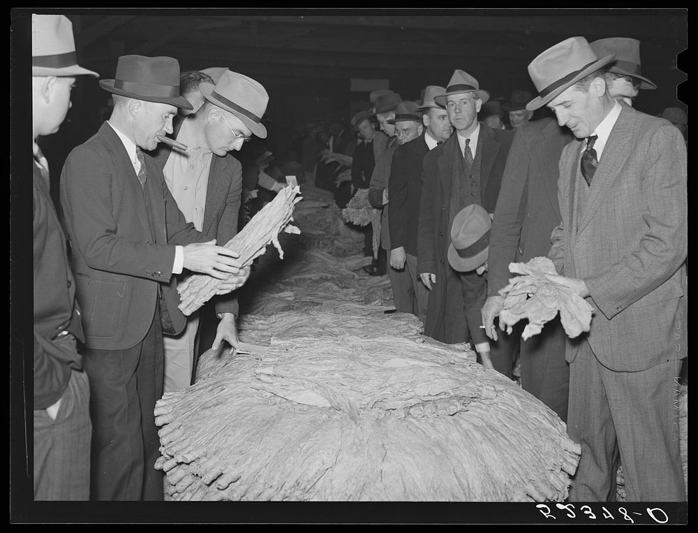 The buyers examining tobacco during auction sale in warehouse. Durham, North Carolina. Sourced from the Library of Congress.
