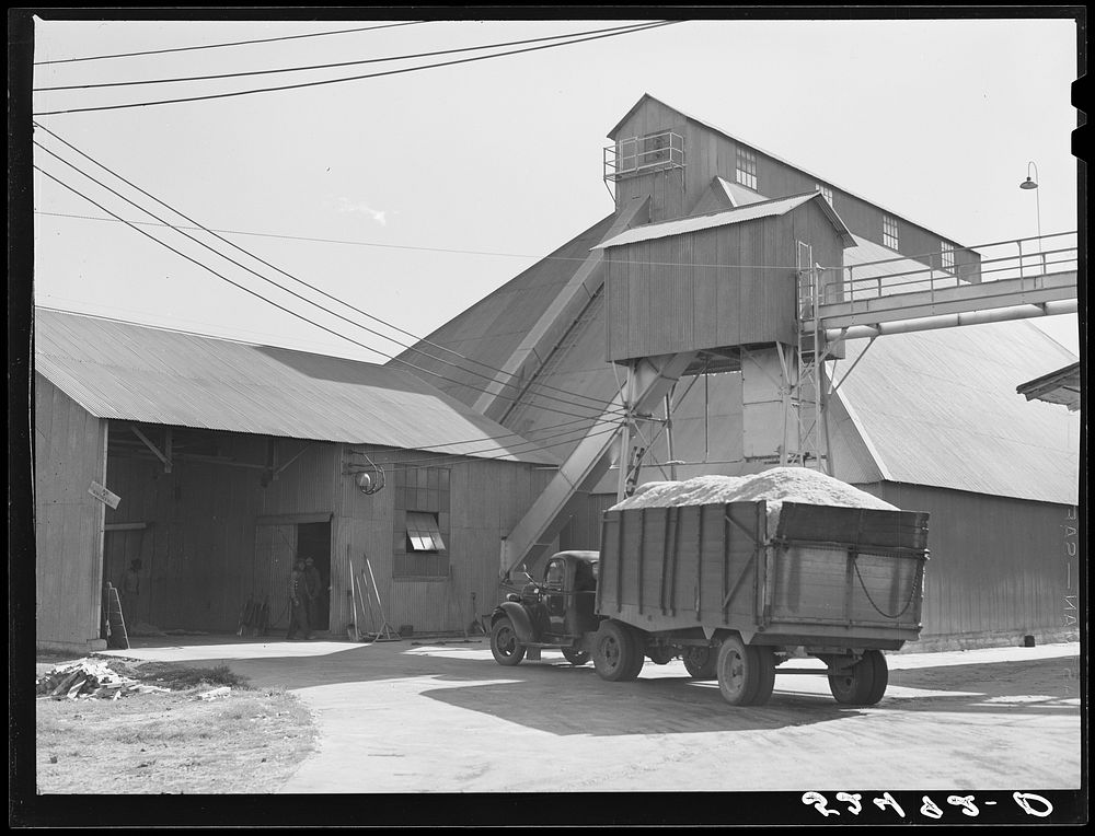 Truckload of cottonseed coming into cottonseed oil plant. Clarksdale, Mississippi Delta. Sourced from the Library of…