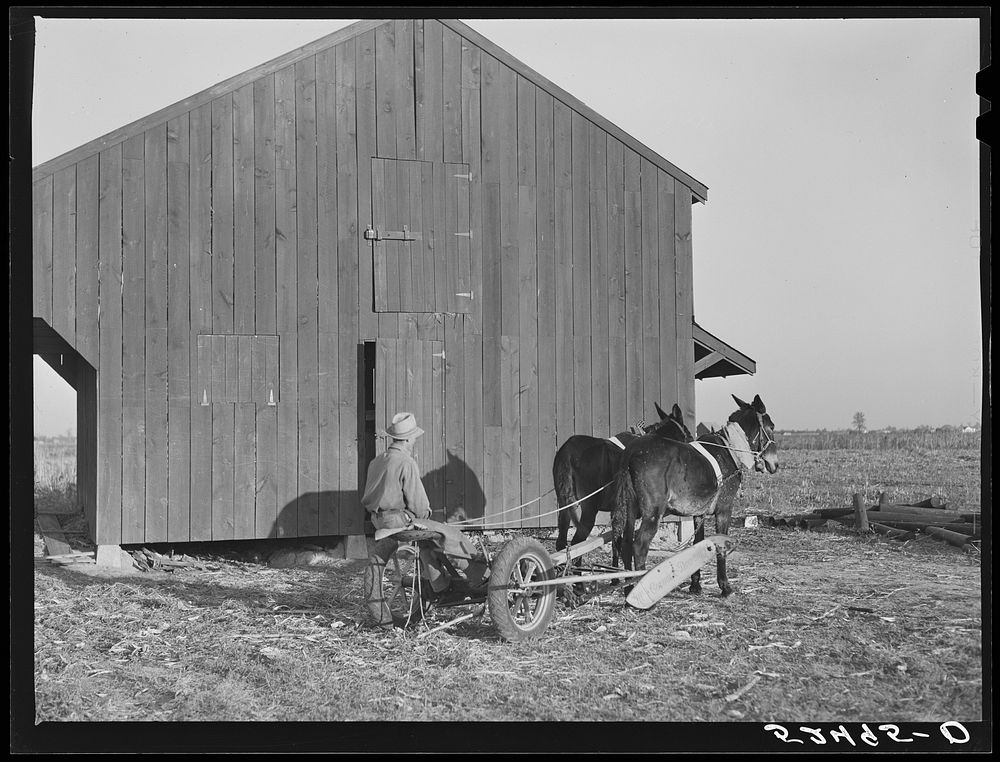 Farmer's son with their new mowing machine, mules and barn on Sunflower Plantation. Merigold, Mississippi Delta. Sourced…
