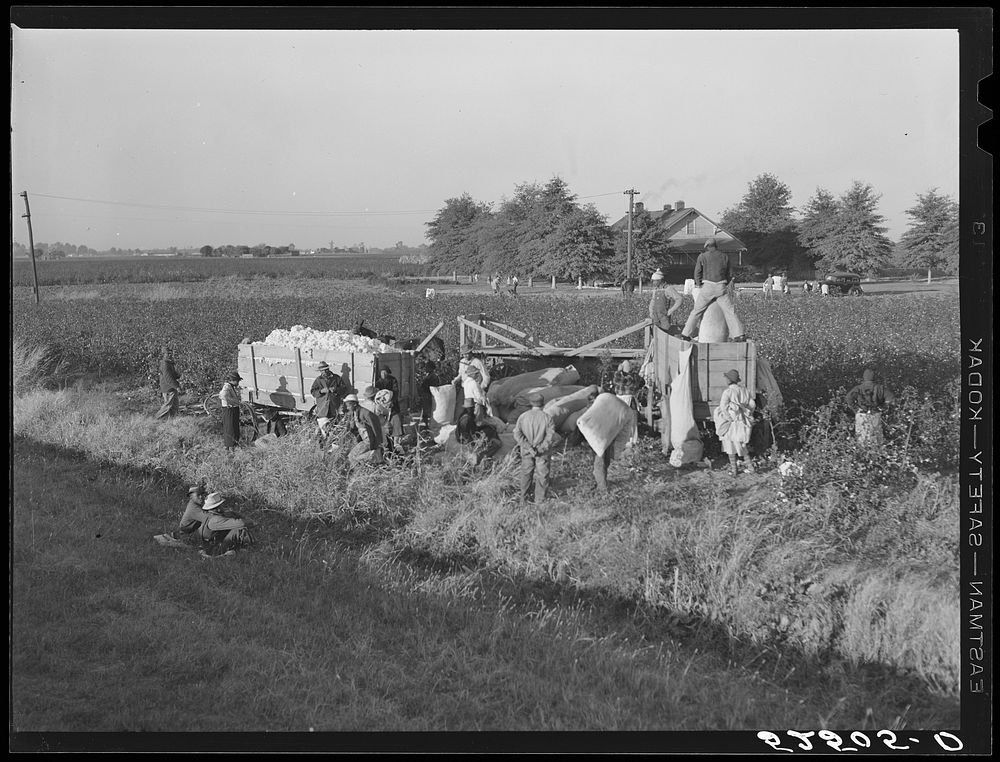 [Untitled photo, possibly related to: Day laborers bringing bags of cotton from field to be dumped into wagon and taken to…
