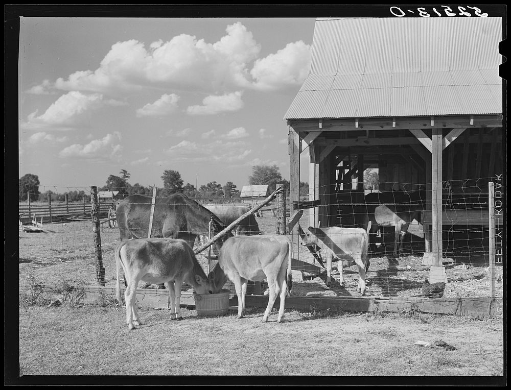 Livestock belonging to tenant purchase family, white, Crowell. Near Isola, Mississippi Delta. Sourced from the Library of…