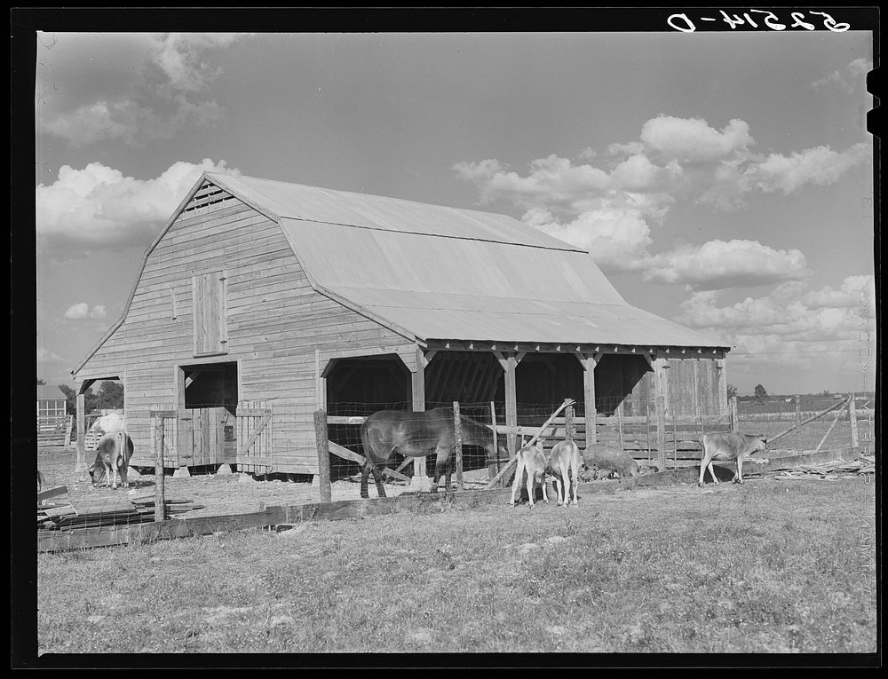 New barn and livestock belonging to white tenant purchase family, Crowell. Near Isola, Mississippi Delta. Sourced from the…