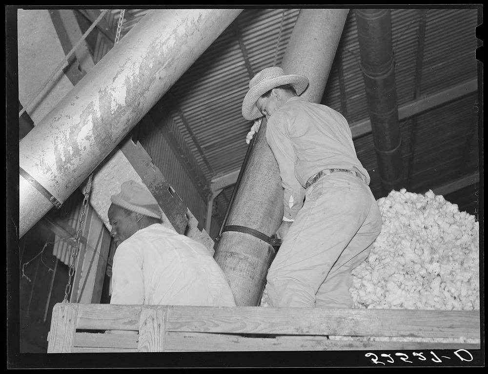[Untitled photo, possibly related to: Mexican day laborer taking the cotton from the truck into the gin through large metal…