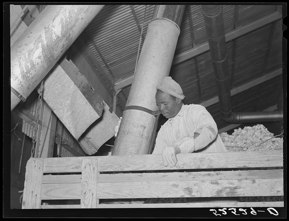Mexican day laborer taking the cotton from the truck into the gin through large metal suction tube. Hopson Plantation…