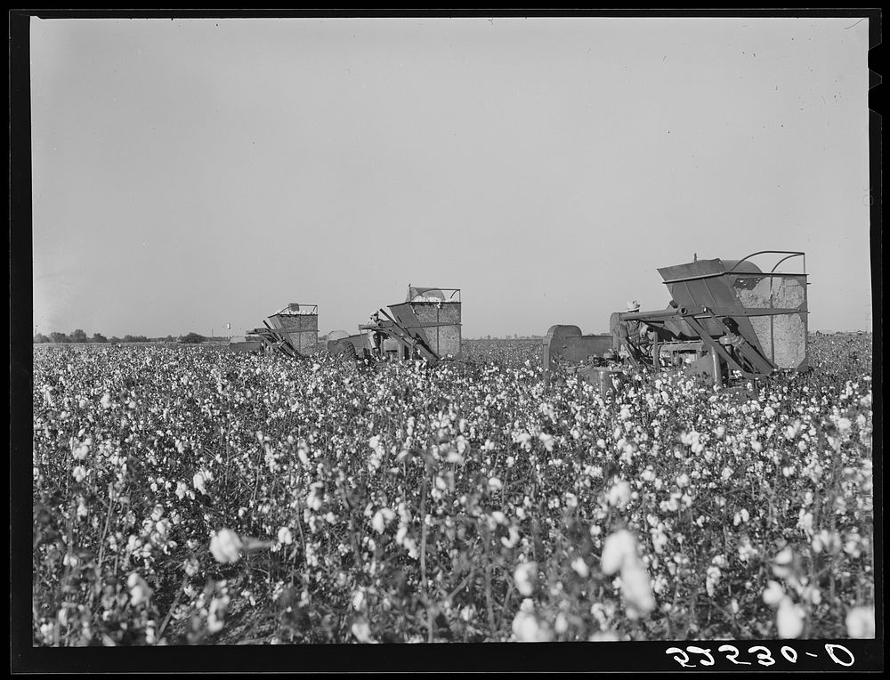 [Untitled photo, possibly related to: Three international pickers in a cotton field on Hopson Plantation, Mississippi…