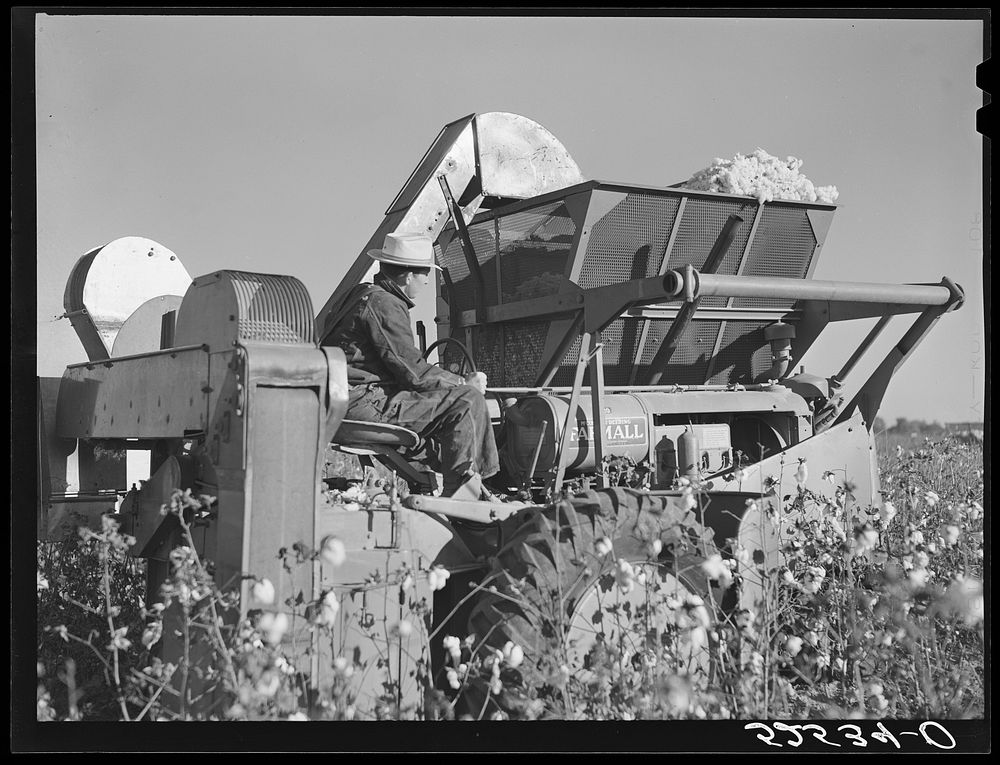 [Untitled photo, possibly related to: International cotton pickers in cotton field. Hopson Plantation, near Clarksdale…