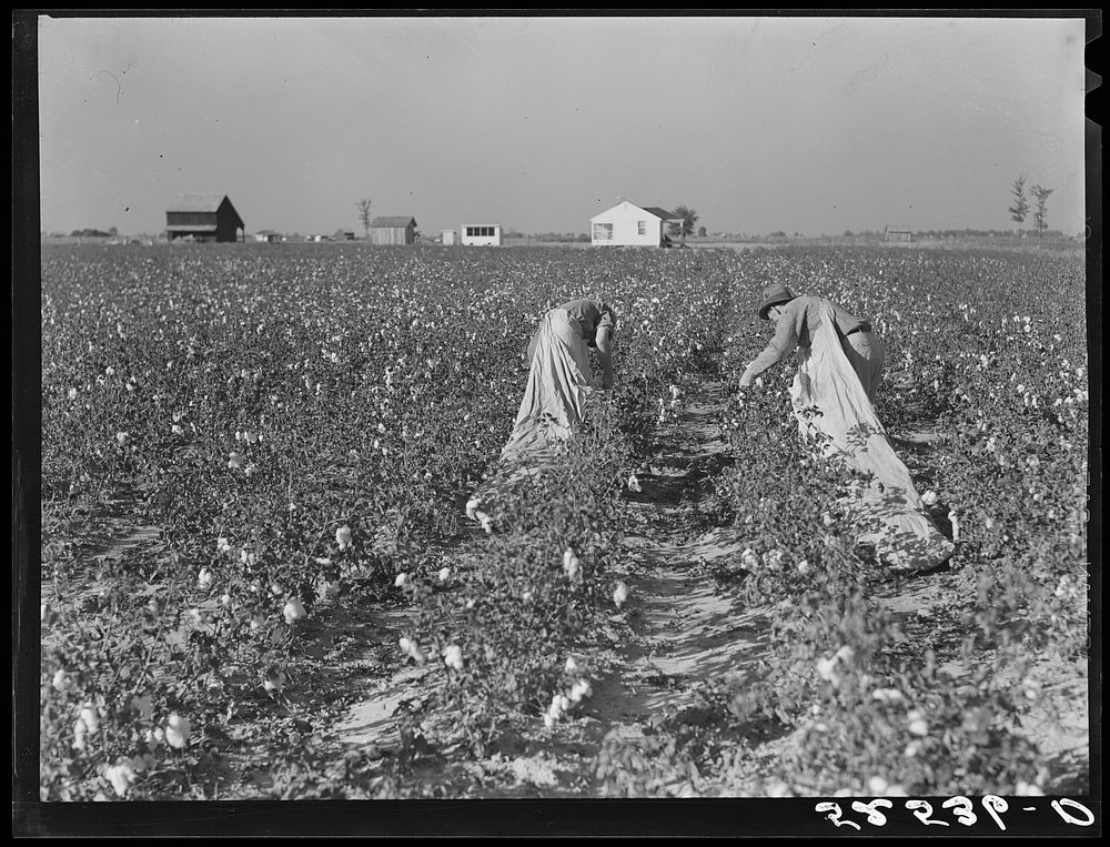 Project farmer and son picking their cotton. Sunflower Plantation, Merigold, Mississippi. Sourced from the Library of…