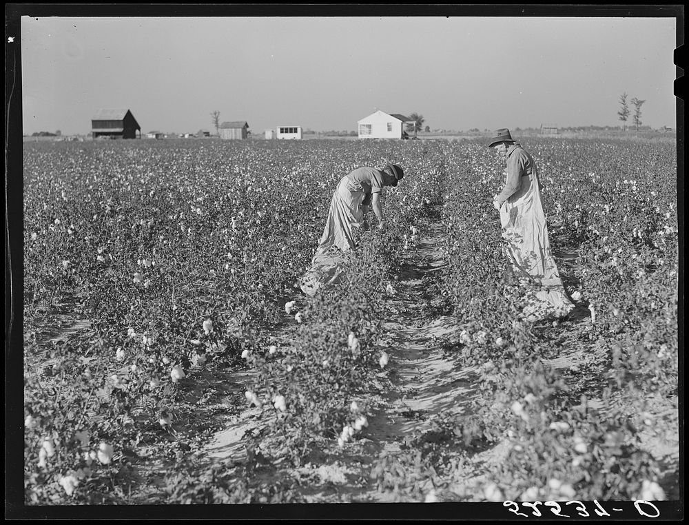 [Untitled photo, possibly related to: Project farmer and son picking their cotton. Sunflower Plantation, Merigold…