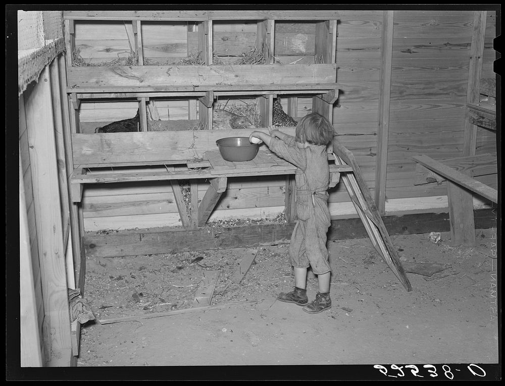 Project farmer's daughter gathering eggs in a new chicken house. Sunflower Plantation, Merigold, Mississippi. Sourced from…