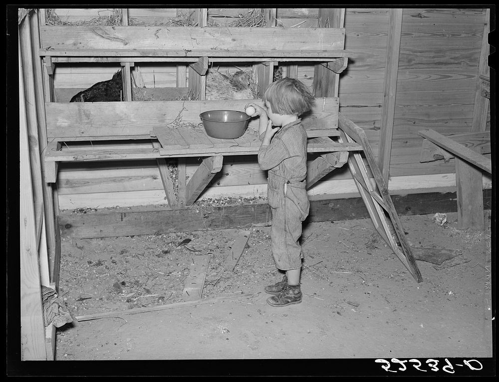 [Untitled photo, possibly related to: Project farmer's daughter gathering eggs in a new chicken house. Sunflower Plantation…