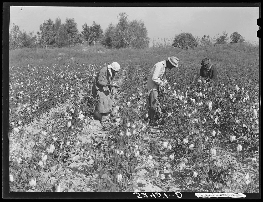 Picking cotton in some of the poorer land. Mississippi Delta, near Clarksdale, Mississippi Delta. Sourced from the Library…