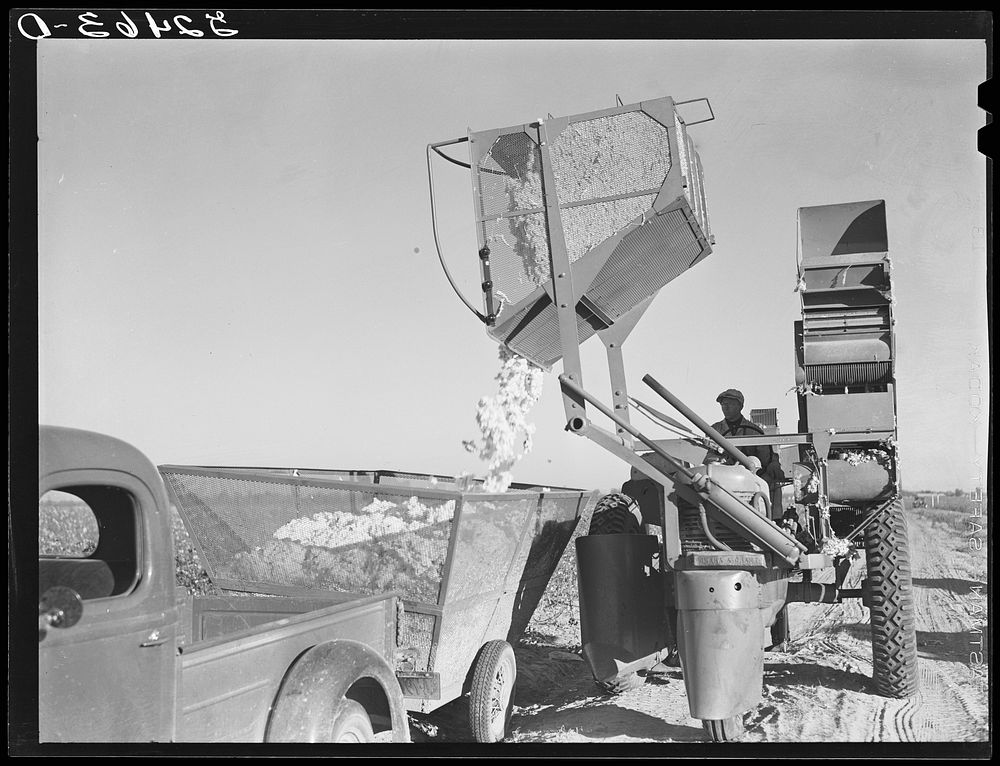 Dumping the cotton from the International cotton picker into the truck on Hopson Plantation, near Clarksdale, Mississippi…
