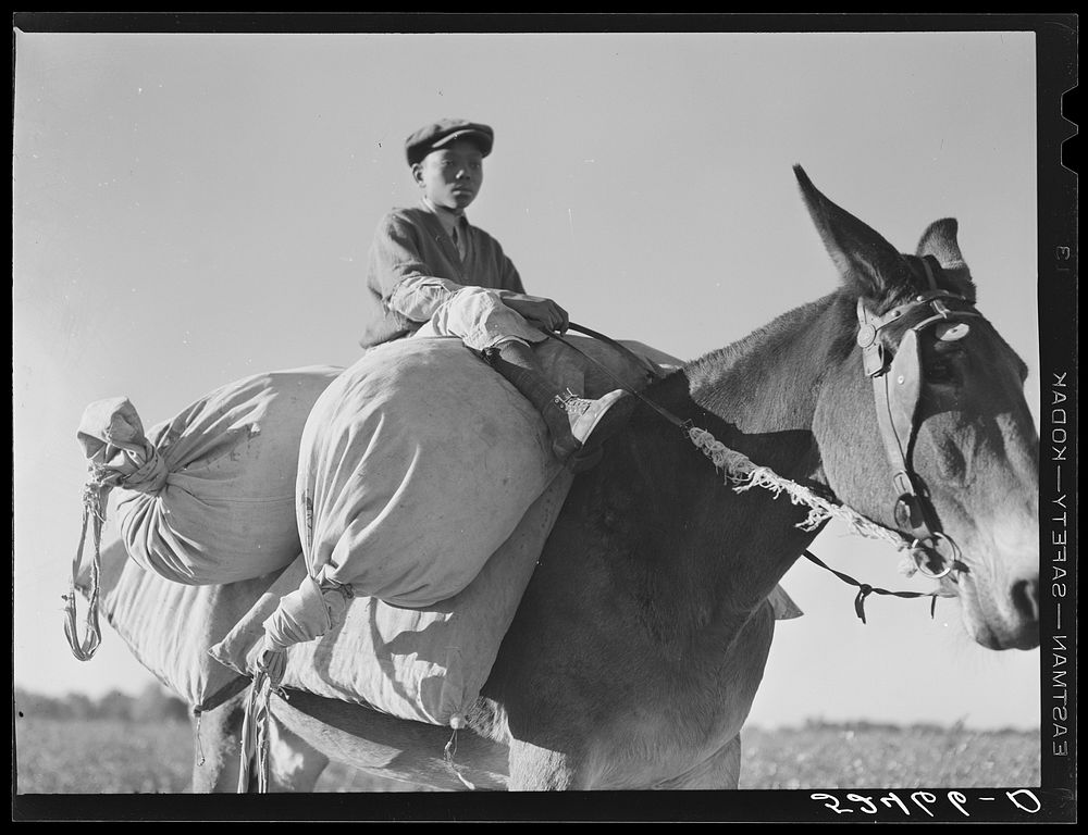 [Untitled photo, possibly related to: Boy, one of the day laborers bringing sacks of cotton from the field to the truck.…