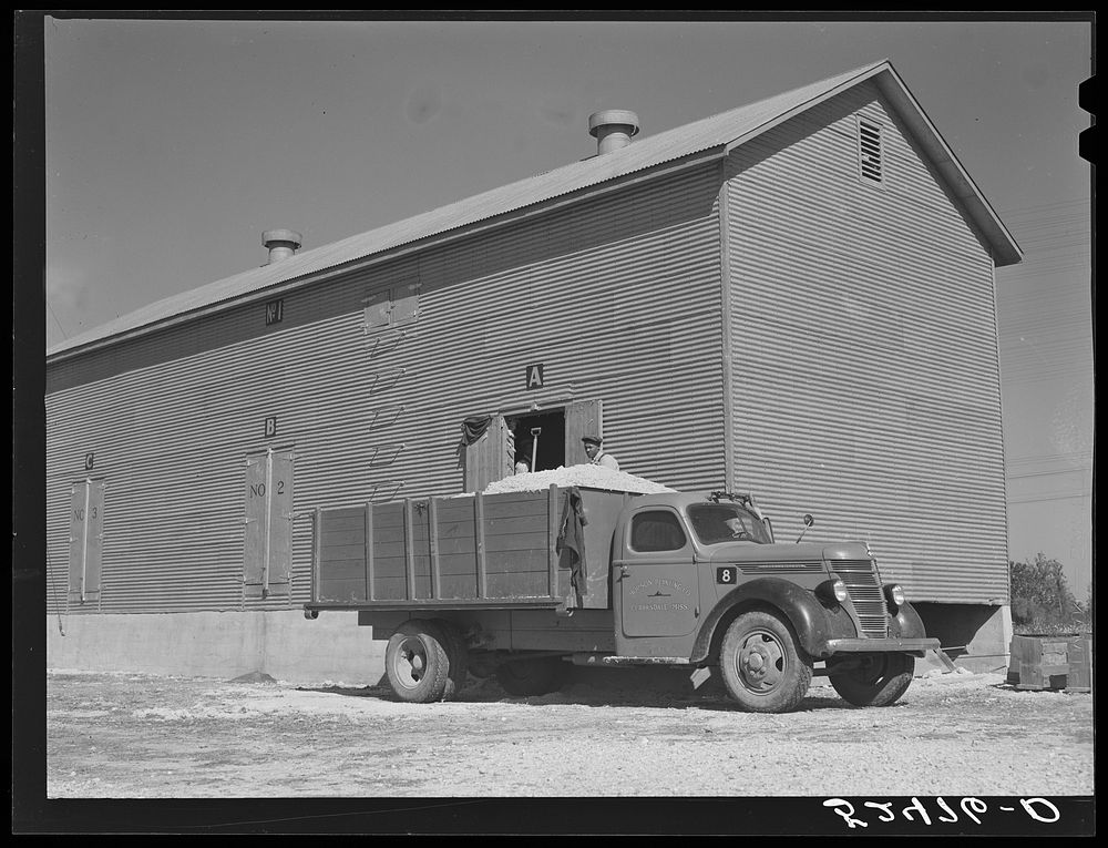 Taking cotton seed out of new seed house to be taken to the cotton seed oil plant. Hopson Plantation, Mississippi Delta…