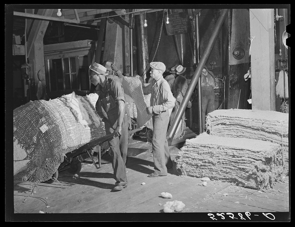 Bale of cotton going into the compress. Memphis, Tennessee. Sourced from the Library of Congress.