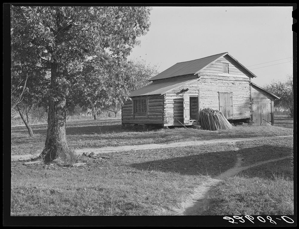 Tobacco strip house and tobacco sticks on property of Fred Wilkins in Tallyho, Stem, North Carolina. Sourced from the…