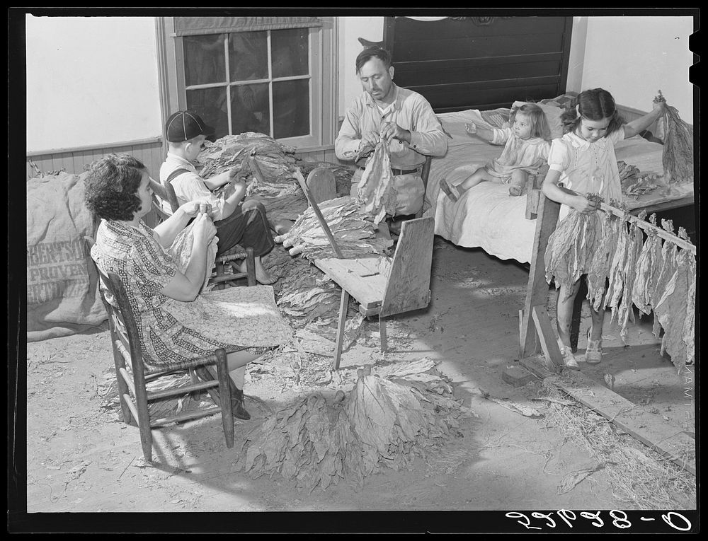 The Titus Oakley family stripping, tying and grading tobacco in their bedroom. Shoofly, Granville County, North Carolina.…