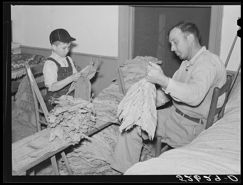 [Untitled photo, possibly related to: The Titus Oakley family stripping, tying and grading tobacco in their bedroom.…