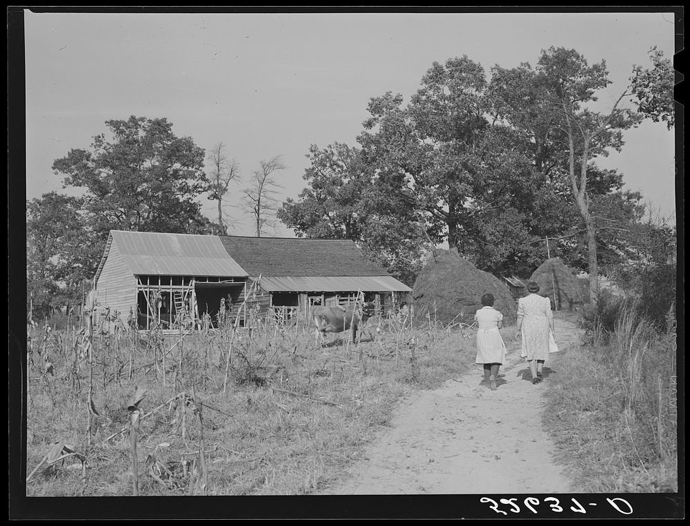Two women of the Wilkins family by Mrs. Fred Wilkins barn on corn-shucking day. Tallyho, Stem, Granville County, North…