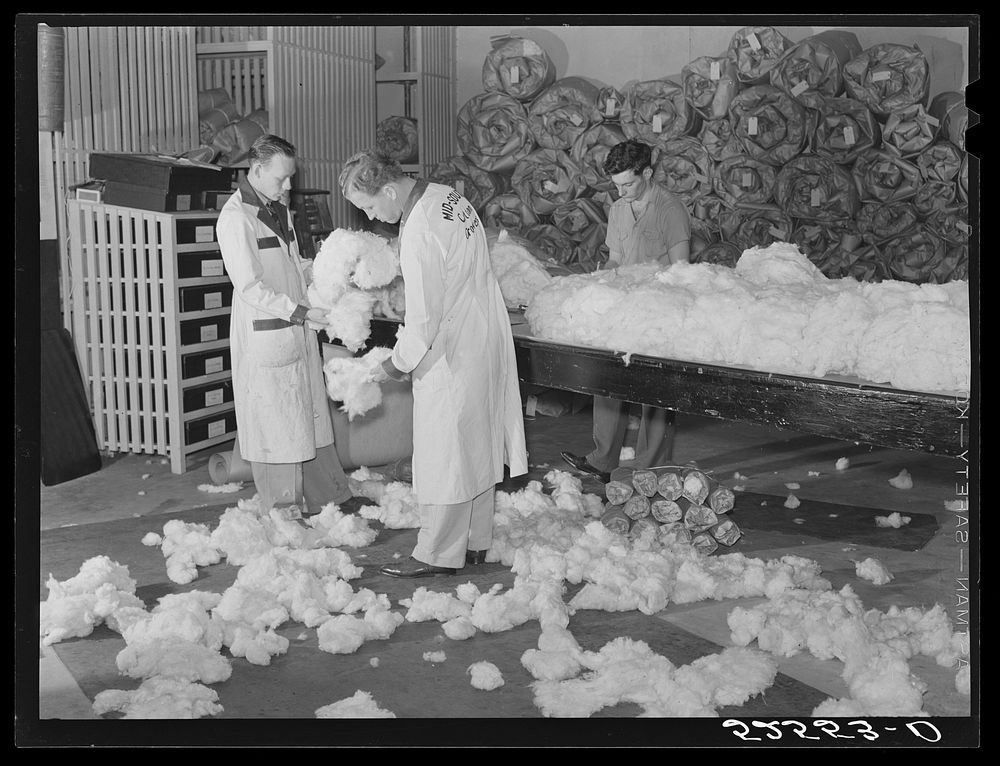 Classing cotton. Mid-South Cotton Growers Association, Memphis, Tennessee. Sourced from the Library of Congress.