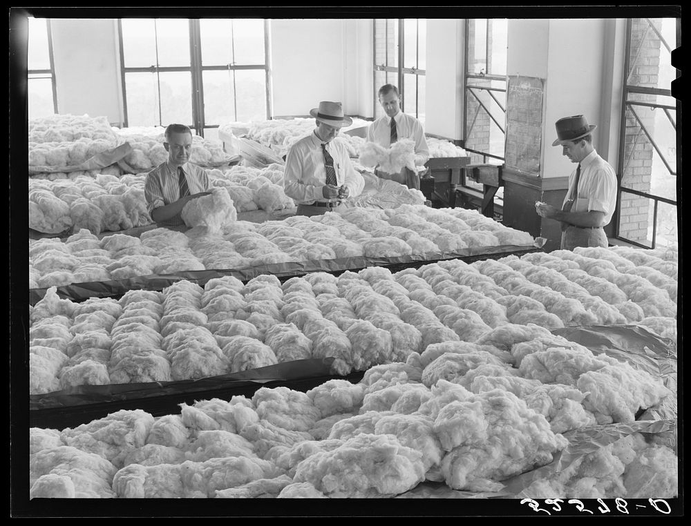 [Untitled photo, possibly related to: One of the finest and newest cotton rooms in Memphis, Tennessee. These are samples of…