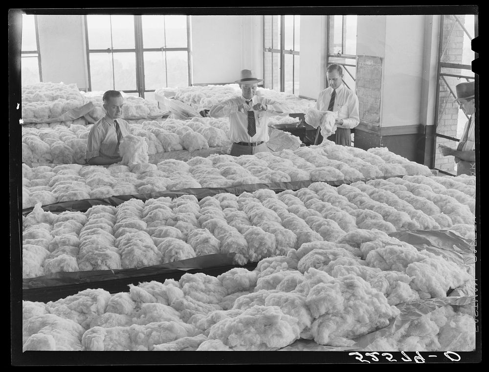 Classing cotton in one of the best and most modern classing rooms. Memphis, Tennessee. Sourced from the Library of Congress.