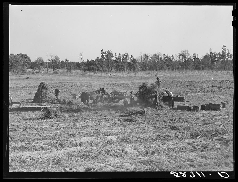 Baling hay on the Mary E. Jones place, of about 140 acres. The sons, W.E. and R.E. Jones, own ninety-nine acres and sixty…