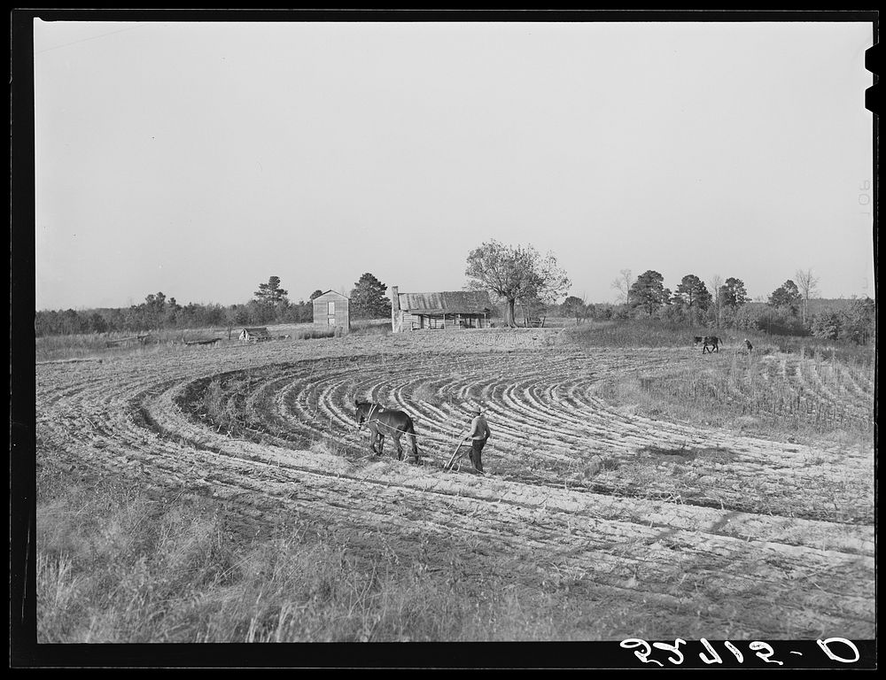 [Untitled photo, possibly related to:  plowing field a half mile from the Jones place going toward Wake Forest, on Route No.…