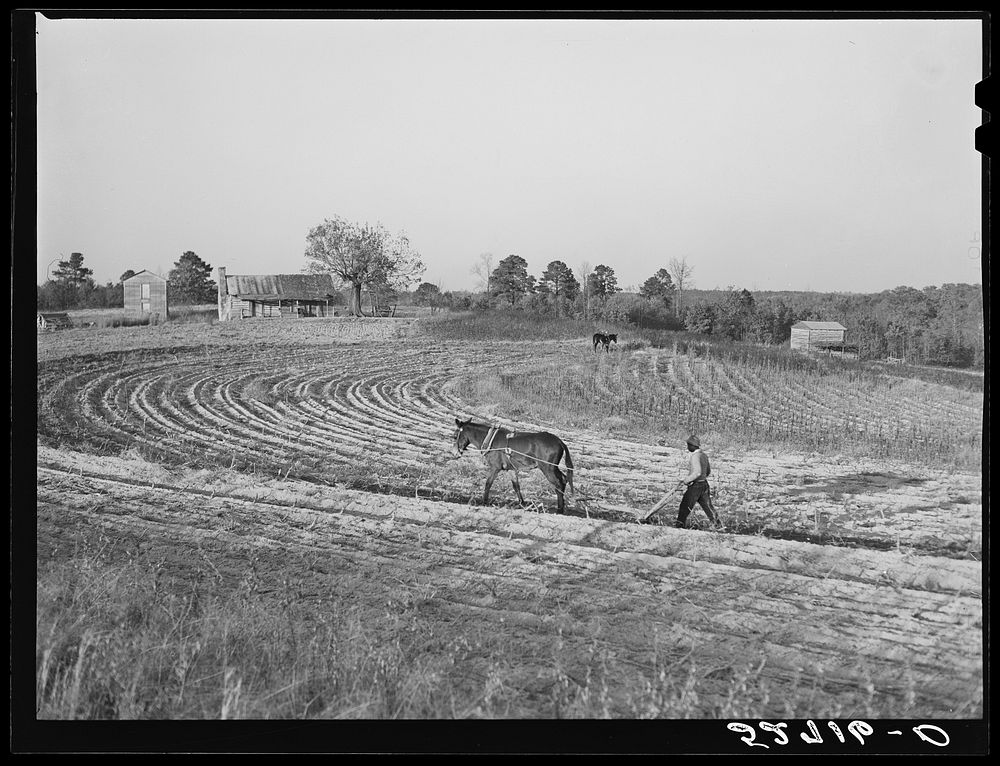  plowing field a half mile from the Jones place going toward Wake Forest, on Route No. 91, Wake County, North Carolina.…
