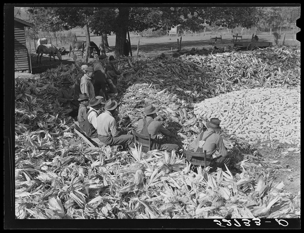 Cornshucking on Mr. Fred Wilkins' farm Tallyho. Near Stem, Granville County, North Carolina. Sourced from the Library of…