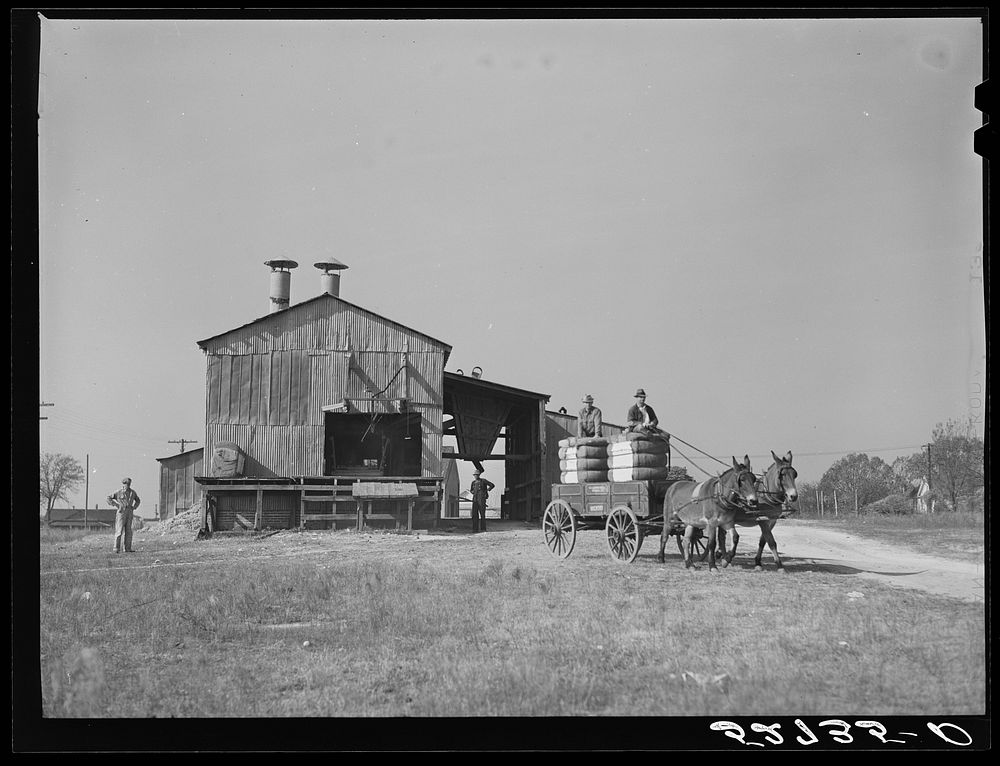 Joe Morgan, tenant on W.R. White farm, ready to leave the C.W. Lassiter gin with two bales of cotton on his wagon. Wake…