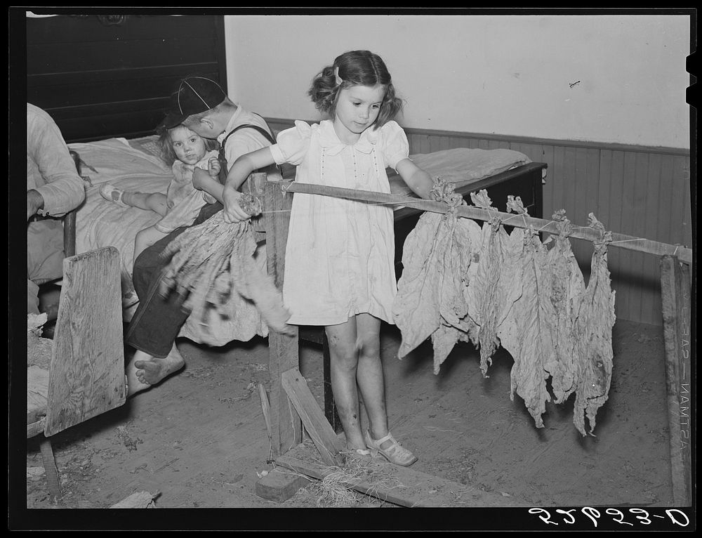 Titus Oakley's daughter helping in the grading and tying of tobacco in their bedroom as it had gotten too cold to work in…
