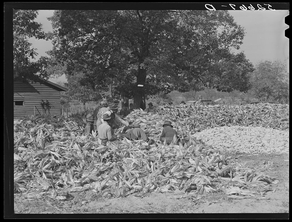 [Untitled photo, possibly related to: Cornshucking at Mrs. Fred Wilkins' farm, Tallyho, near Stem. Granville County, North…